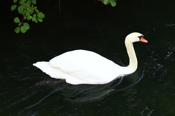 Swan in the water