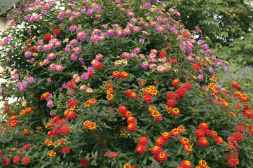 Fototapeta premium Wandelroeschen, Lantana, camara, Wandelrosen,