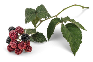 Blackberry Branch