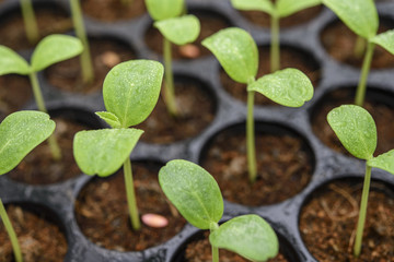 Melon plantation seeding