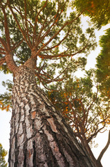 Fototapeta premium Baum