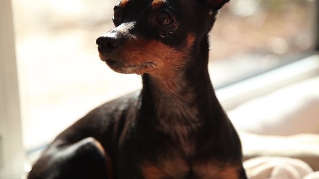 Zwergpinscher geht ins K&ouml;rbchen