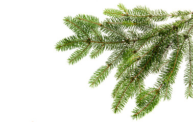 Fir tree branch on a white background. © ksena32