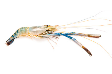 Giant malaysian prawn