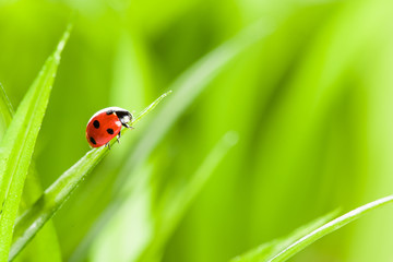 Fototapeta na wymiar Ladybug on Grass Over Green Bachground