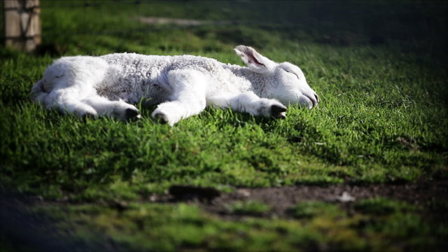 A young lamb sleeping in the warmth of the spring sun.