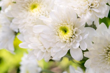 white Chrysanthemum flowers with boke background,soft focus