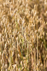 golden wheat in a farm field