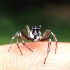 tiny jumping spider 