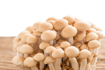 shimeji mushroom