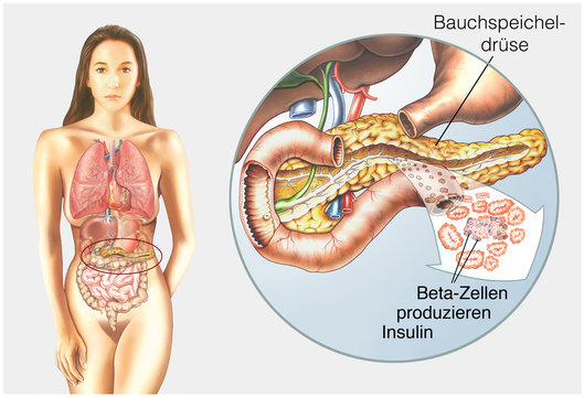 Bauchspeicheldr&uuml;se. Insulingewinnung