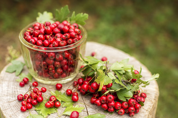 Autumn red berries hawthorn (crataegus) on wood background