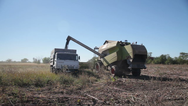 Harvester Unloads Grain Sunflower in The Truck