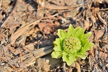 早春のフキノトウ