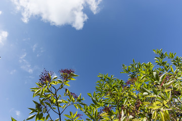 elderberry fruit on the bush and blue sky