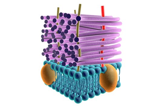 Structure of cell wall of Gram-positive bacteria