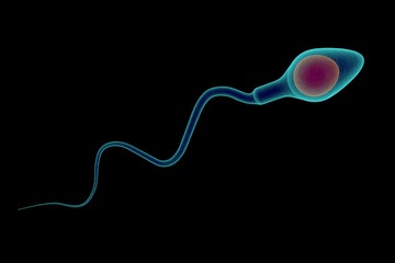 Sperm cell isolated on black background