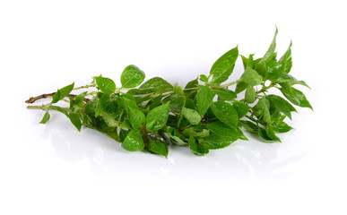 Sweet Basil on white background
