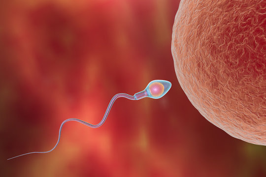 Fertilization. Insemination of human egg cell by sperm cell