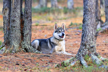 Obraz premium Hunting laika in the Siberian wood