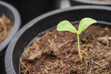 Melon plantation seeding