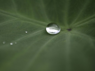 葉っぱの上の雨粒