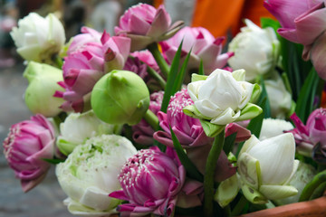 Lotus flowers in a container for praying and worship