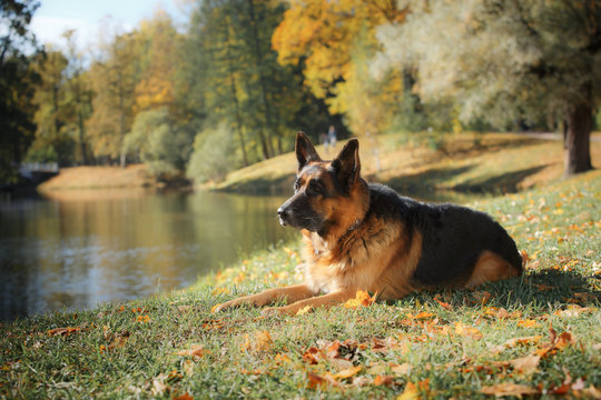 Dog breed German Shepherd walking in autumn park