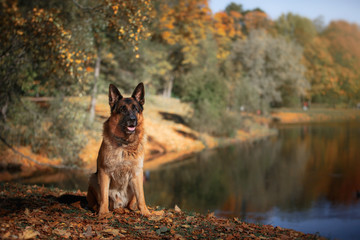 Dog breed German Shepherd walking in autumn park