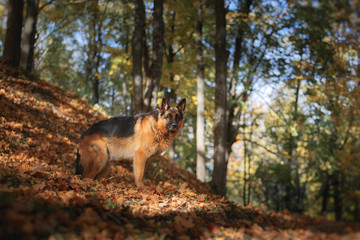 Fototapeta na wymiar Dog breed German Shepherd walking in autumn park