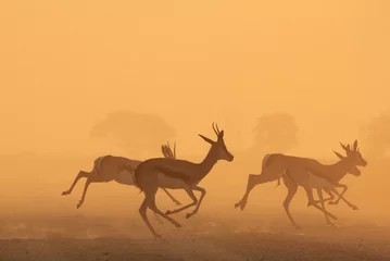 Poster Springbok Antelope - Golden Sunset Wildlife Silhouettes © naturedata