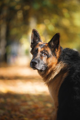 Dog breed German Shepherd walking in autumn park