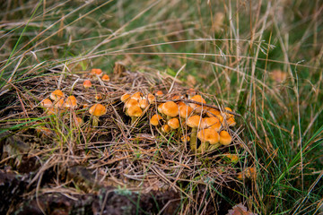 Pilze am Baumstamm