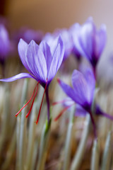 group of crocus © bykofoto