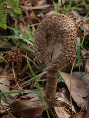 mushroom on the ground
