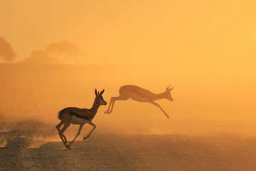 Springbok Antelope - Golden Sunset Wildlife Silhouettes - obrazy, fototapety, plakaty