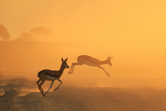 Springbok Antelope - Golden Sunset Wildlife Silhouettes