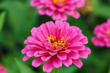 Pink zinnia  in garden with  green leaves background