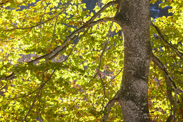 Herbst