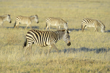 Obraz na płótnie Canvas Zebra (Equus quagga) walking on savanna at sunrise with others in background, Serengeti National Park, Tanzania