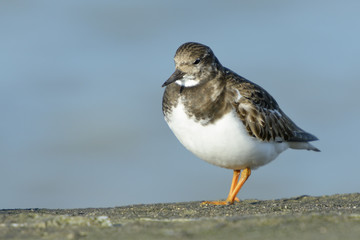 Turnstone (Arenaria interpres) standing on stone.