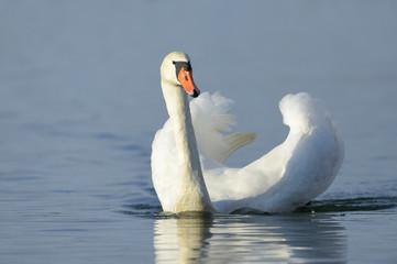 Naklejka premium Mute swan (Cygnus olor) swimming in blue water with reflection.