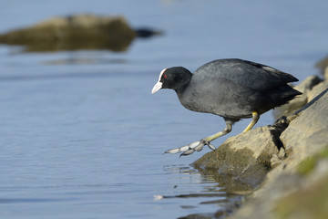 Common coot (Fulica atra) swimming stepping in water.
