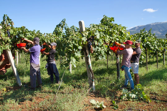 harvesting time