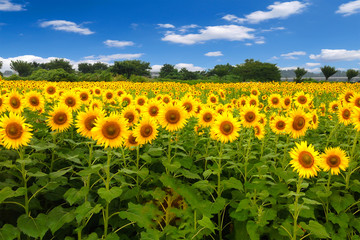 Fototapeta premium sunflower