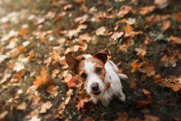 Dog breed Jack Russell Terrier walking in autumn park