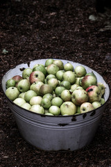 Apples in a tin bath