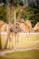 Two giraffes in a field
