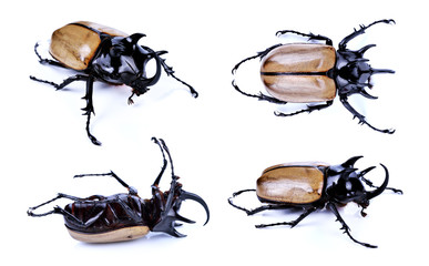 Rhinoceros beetle, Rhino beetle, Hercules beetle, Unicorn beetle