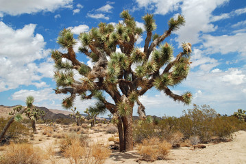 Joshua Tree National Park, Kalifornien, USA